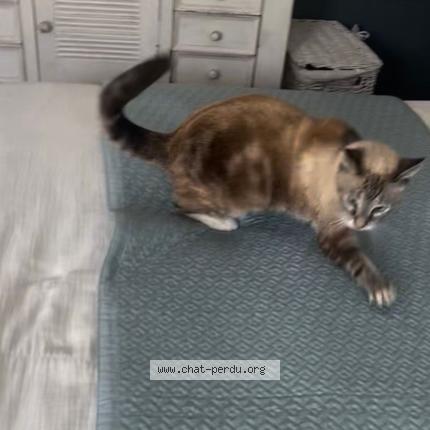 Photo 4/4 Bijou Chat perdu à Saint barthelemy