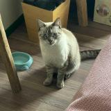 Photo de chat perdu à Saint Barthelemy