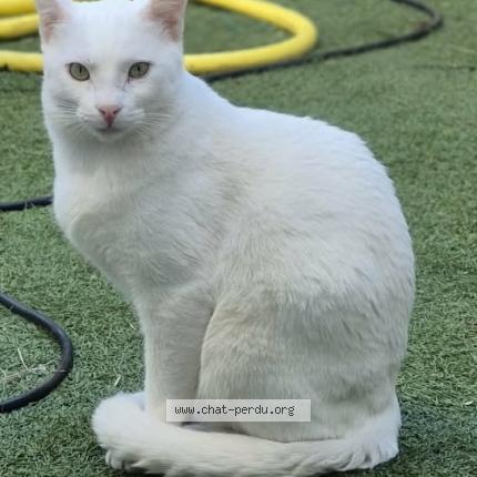 Photo 1/1 Gasper Chat perdu à Marseille