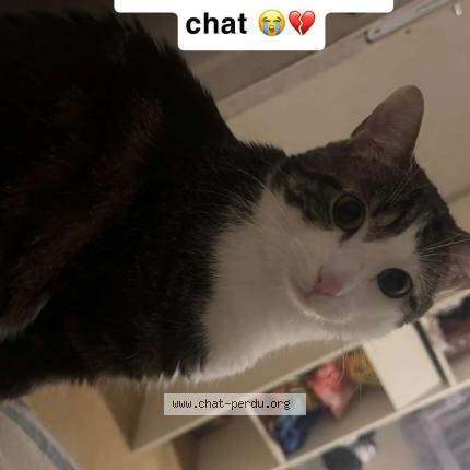 Photo 1/1 Diaba Chat perdu à Sucy en brie