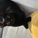 Photo de chat perdu à Longueuil