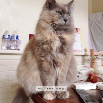Photo 1/1 Kelly Chat perdu à Beauvais
