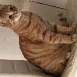 Photo de chat perdu à Therdonne