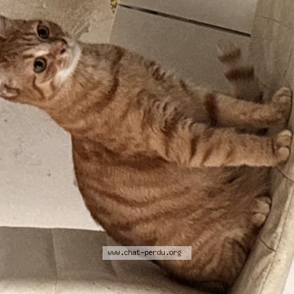 Photo 1/1 Mira Chat perdu à Therdonne