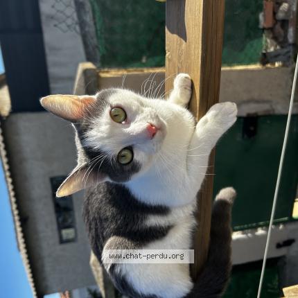 Photo 1/1 Miko Chat perdu à Marseille