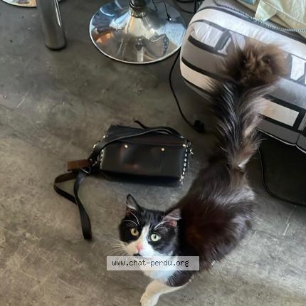 Photo 1/1 Lloyd Chat perdu à Brison saint innocent