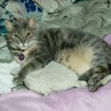 Photo de chat perdu à Rancagua