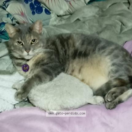 Photo 1/1 Ines Chat perdu à Rancagua