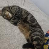 Photo de chat perdu à Bresles