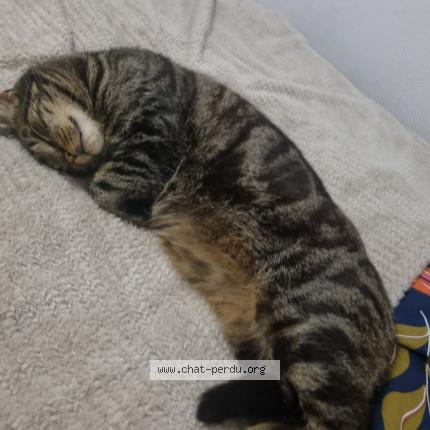 Photo 1/1 Flocky Chat perdu à Bresles