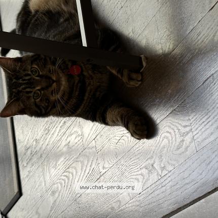 Photo 1/1 Coco Chat perdu à Repentigny