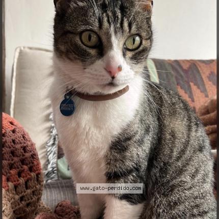 Photo 1/1 Crystal Chat perdu à Mdeo