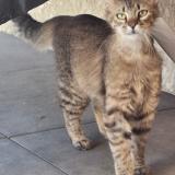 Photo de chat perdu à Verdun Sur Garonne