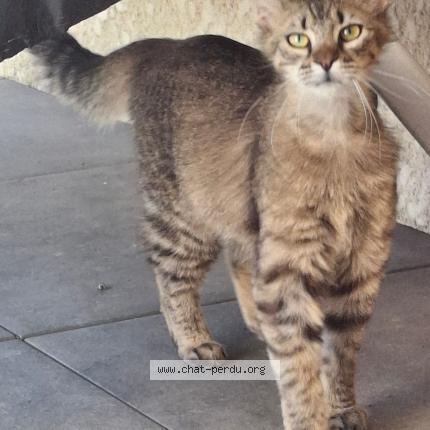 Photo 1/2 Mojito Chat perdu à Verdun sur garonne