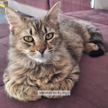 Photo 2/2 Mojito Chat perdu à Verdun sur garonne