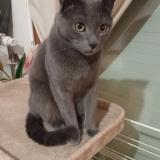 Photo de chat perdu à Thyez