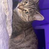 Photo de chat perdu à Cernay