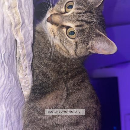 Photo 1/1 Kikette Chat perdu à Cernay