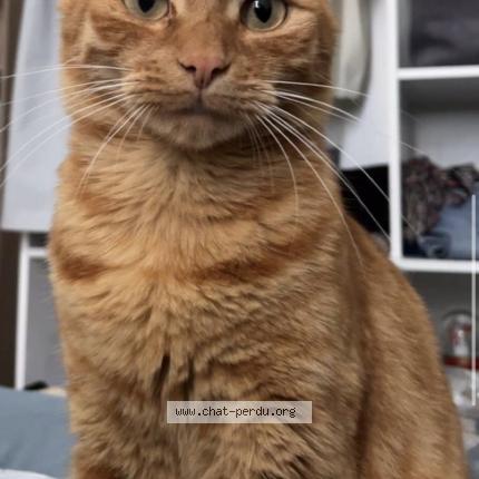 Photo 1/1 winnie Chat perdu à Beaufort en anjou