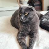 Photo de chat perdu à Mon