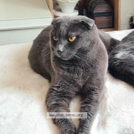 Photo 1/1 Chat retrouvé Perdu à Montigny le bretonneux