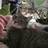 Photo de chat perdu à Grenoble