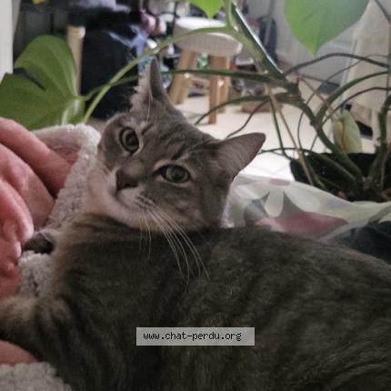 Photo 1/1 Mochi Chat perdu à Grenoble