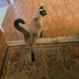 Photo de chat trouvé à Aix En Provence