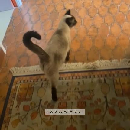 Photo 1/1 Chat trouvé Trouvé à Aix en provence