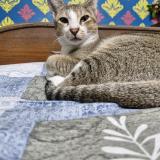 Photo de chat perdu à Fulia