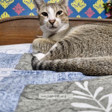 Photo 1/1 Mutu Chat perdu à Fulia