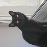 Photo de chat perdu à Moyeuvre Grande