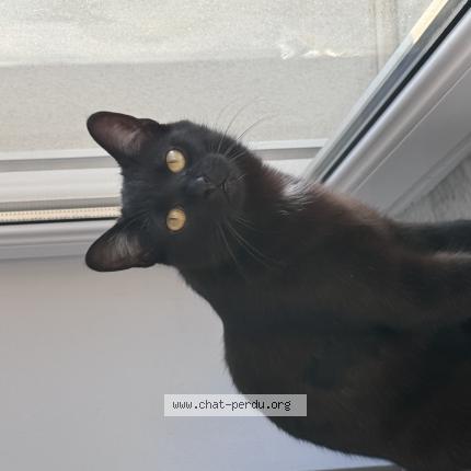 Photo 1/1 Kino Chat perdu à Moyeuvre grande