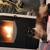 Photo de chat perdu à Nieppe