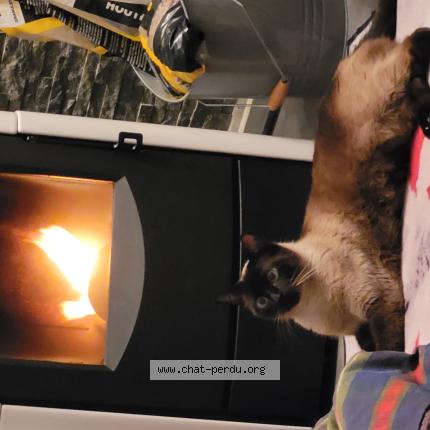 Photo 1/1 TWIX Chat perdu à Nieppe