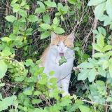 Photo de chat perdu à Saivres