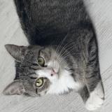 Photo de chat perdu à Tourcoing