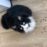 Photo de chat perdu à Chemille Sur Deme