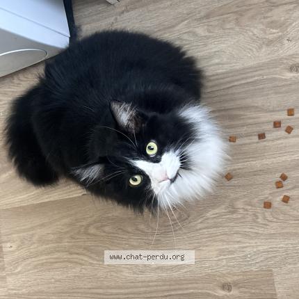 Photo 1/1 Rocket Chat perdu à Chemille sur deme