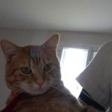 Photo de chat perdu à La Charite Sur Loire