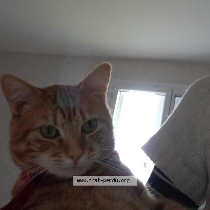 Photo 1/1 Symba Chat perdu à La charite sur loire