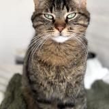 Photo de chat perdu à Jard Sur Mer