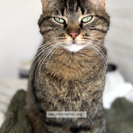 Photo 1/1 Cosmo Chat perdu à Jard sur mer