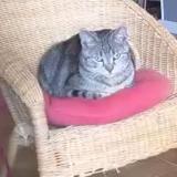 Photo de chat perdu à Chinon