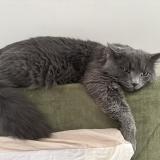 Photo de chat perdu à Massy