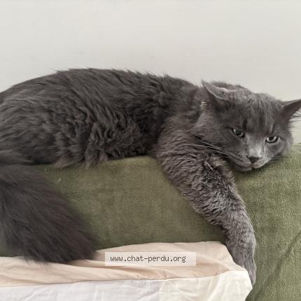 Photo 1/1 RASHFORD Chat perdu à Massy