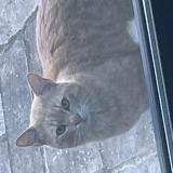 Photo de chat trouvé à Le Perreux Sur Marne