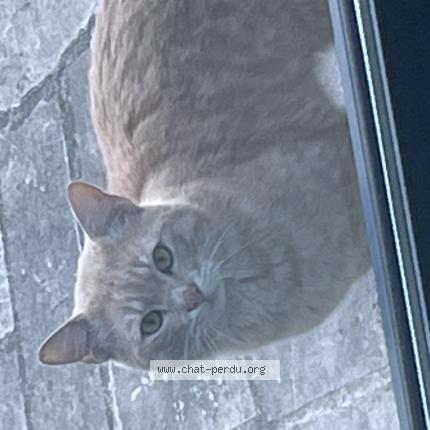 Photo 1/1 Chat trouvé Trouvé à Le perreux sur marne