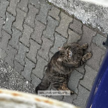 Photo 1/1 Chat trouvé Trouvé à Capendu