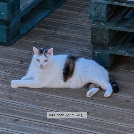 Photo 1/1 Mimi Chat perdu à Cardaillac